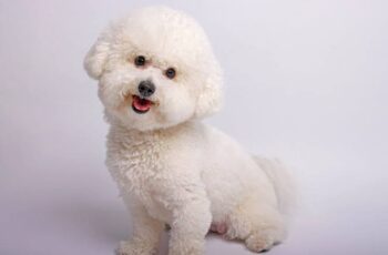 Bichon Frise