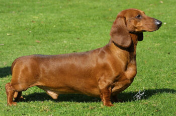 Dachshund