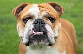 bulldog